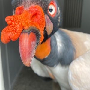 Meet your Posher, Laira